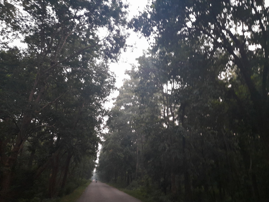 Canopy bridges installed to prevent deaths of Banke wildlife on highways