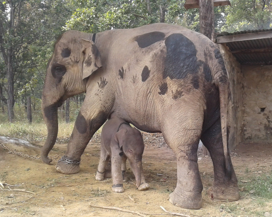 Destruction of biodiversity corridor for Nijgadh airport could be disastrous for wild elephants