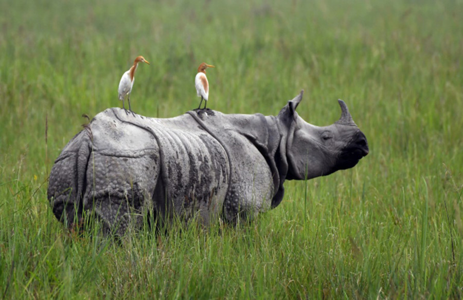 Unprecedented rhino deaths in Chitwan National Park raise alarm