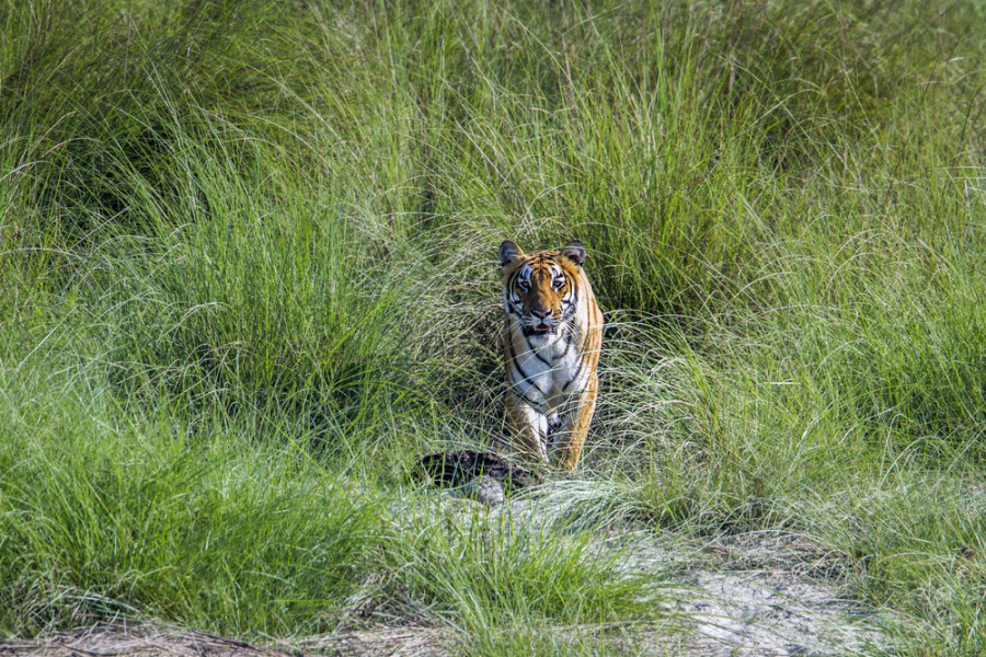 Tiger numbers are growing and now they are frequently coming out of Bardiya National Park