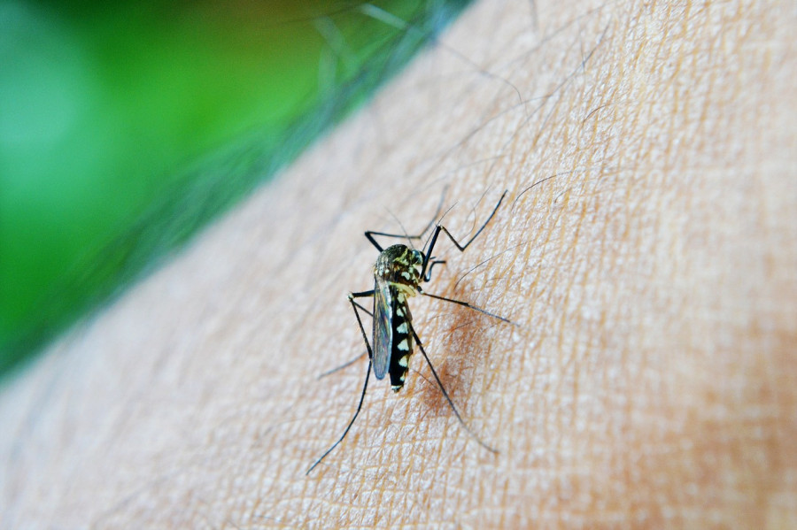 Here’s how you can protect yourself from dengue