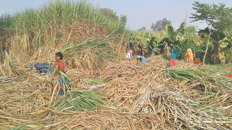 Sugarcane farmers in Sarlahi threaten to protest demanding increase in sugarcane rates