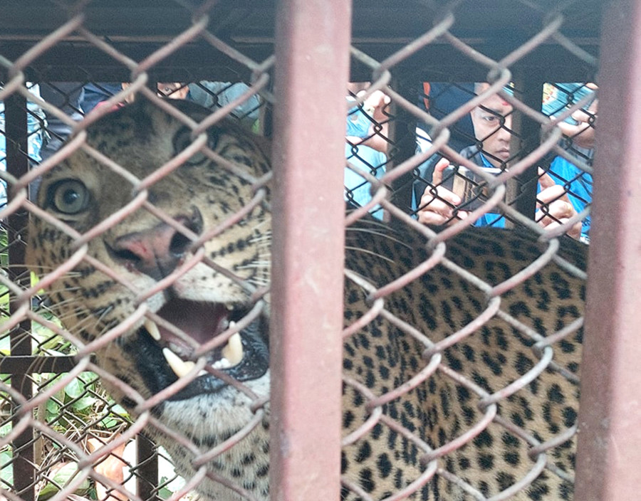 Six children killed in leopard attacks in Bhanu Municipality in the last year and a half