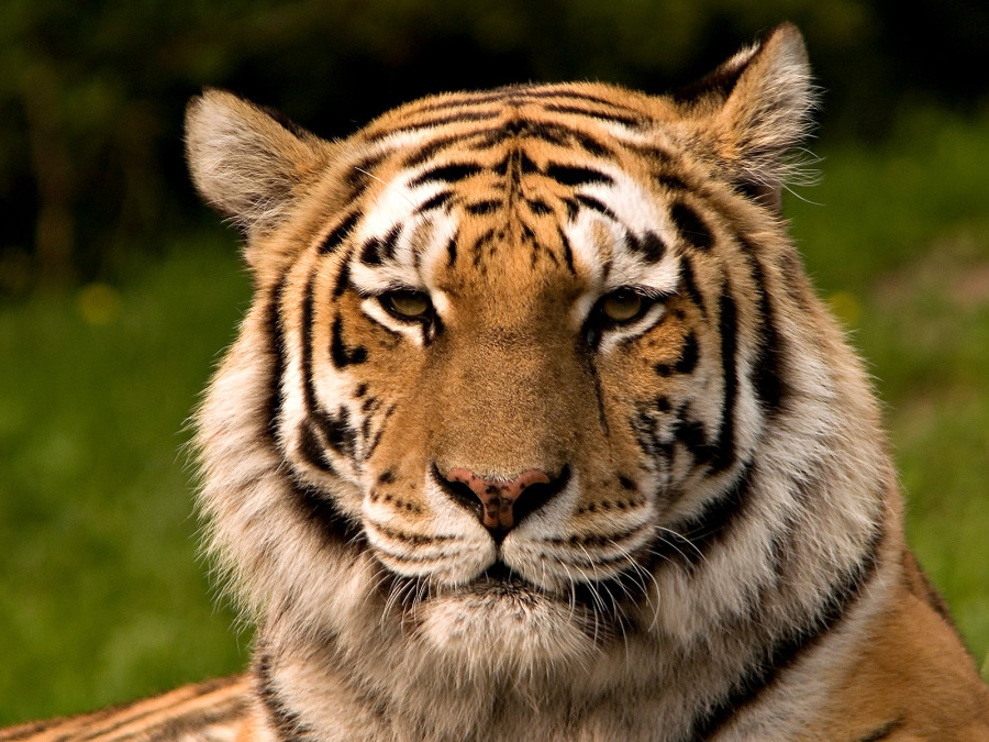 Revisiting the wildlife farming policy
