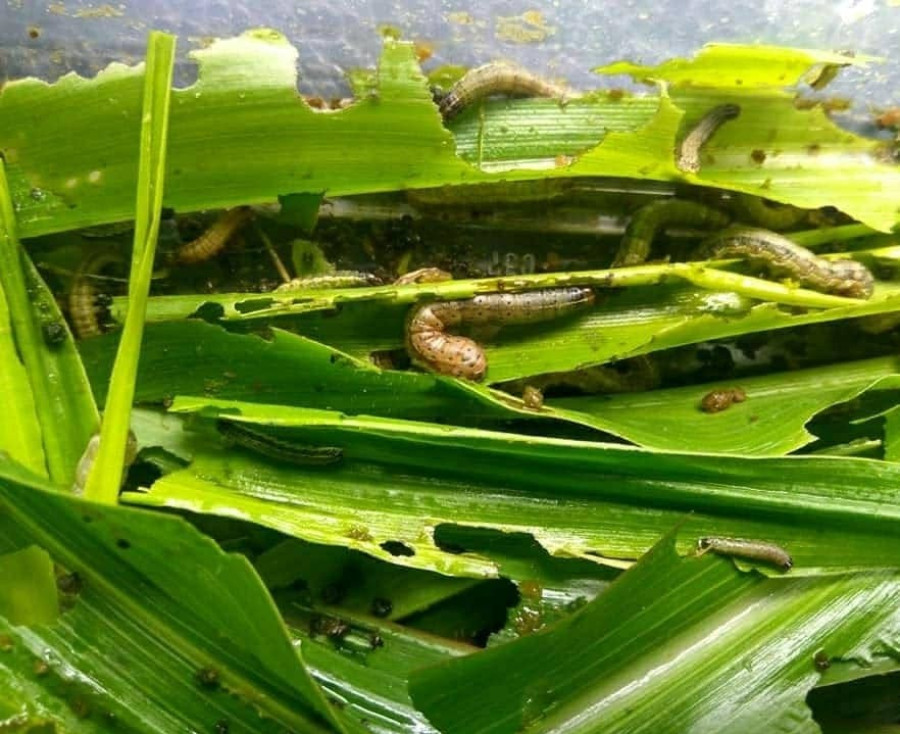 Fall Armyworm destroying harvest in Ramechhap
