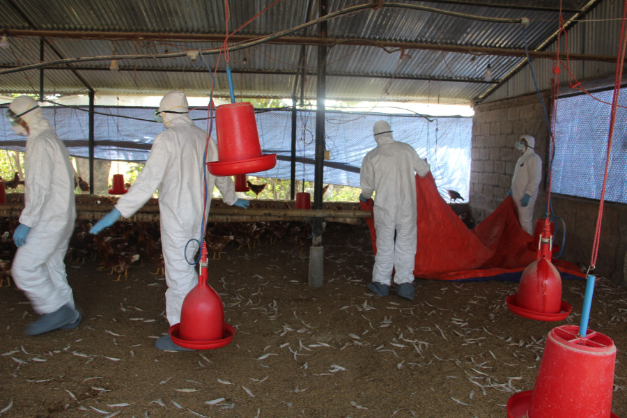 Over 41,000 chickens to be slaughtered in Hetauda