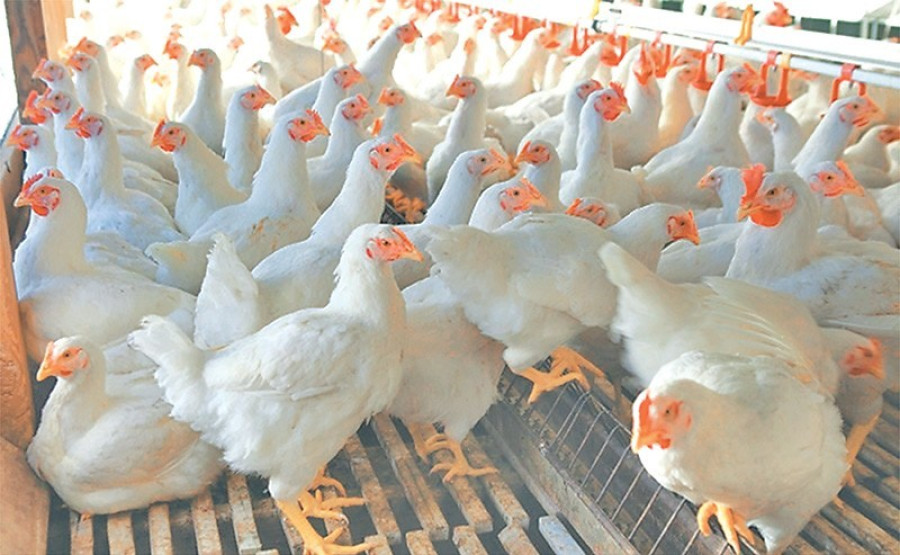 Nepal reports first avian flu death