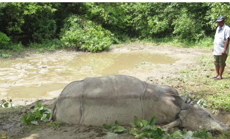 Chitwan National Park builds and restores ponds for rhinos