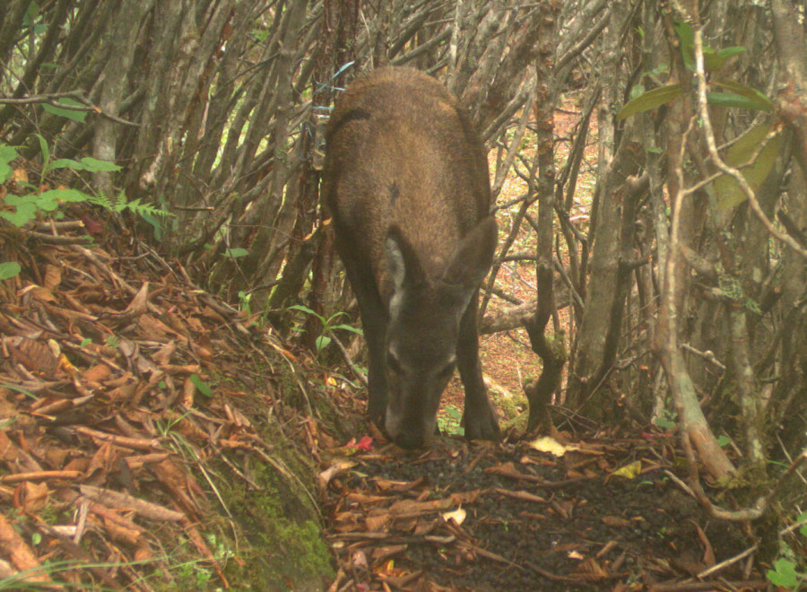 Counting of musk deer starts in Kanchenjunga