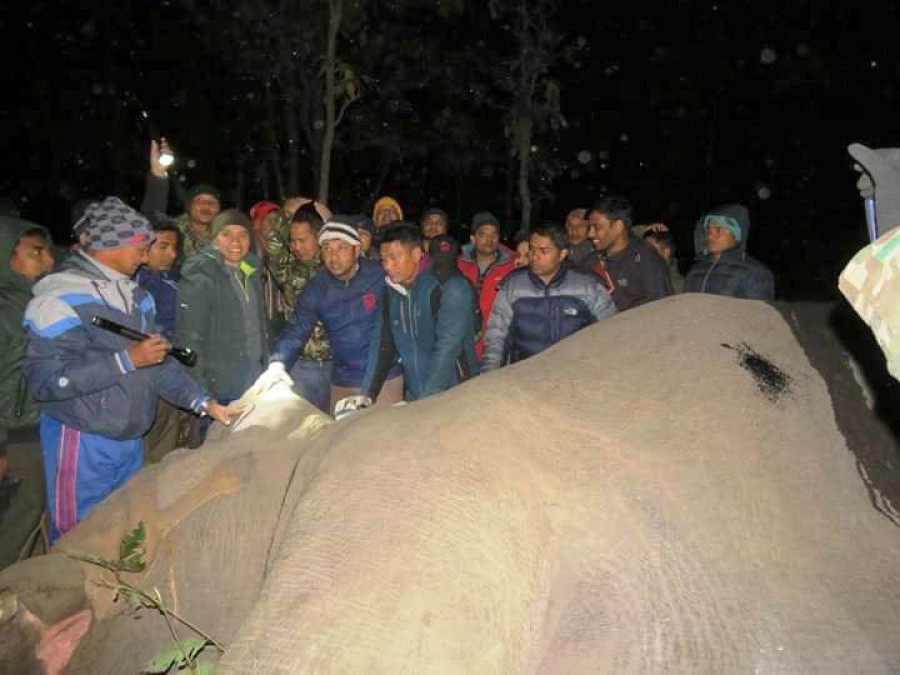 Parks dart wild elephant and instal radio collar