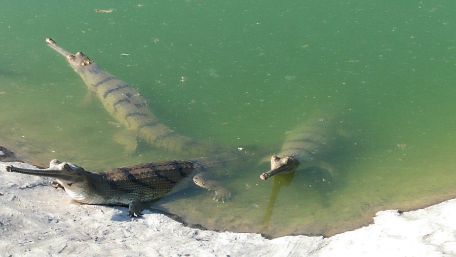 Banke National Park to release gharials into the Rapti river