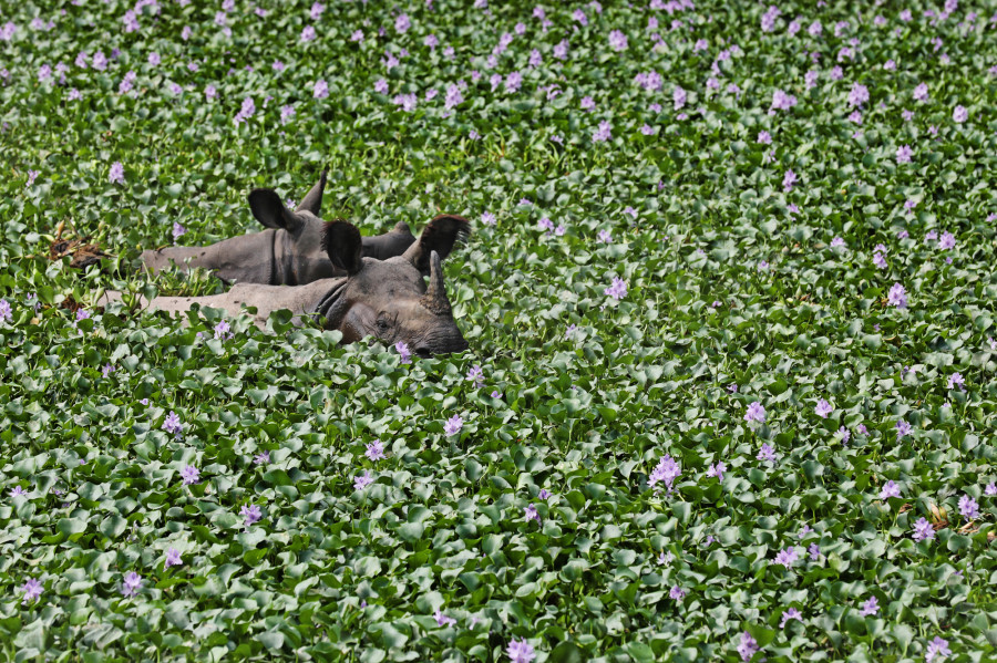Nepal’s prime minister has had it with the world using the word rhino