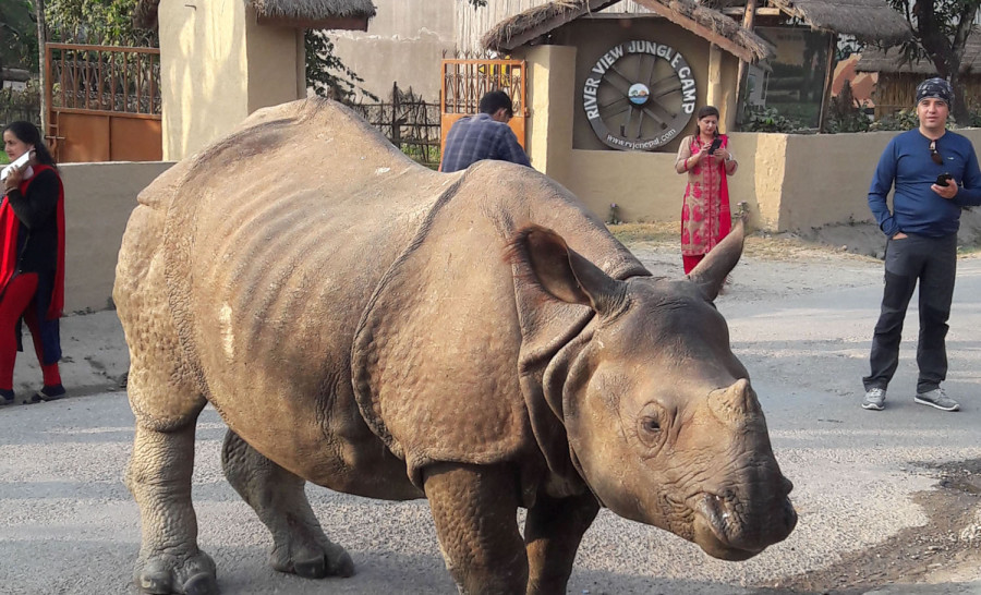 Two rhinos in Sauraha are wandering freely out in the open, worrying everyone