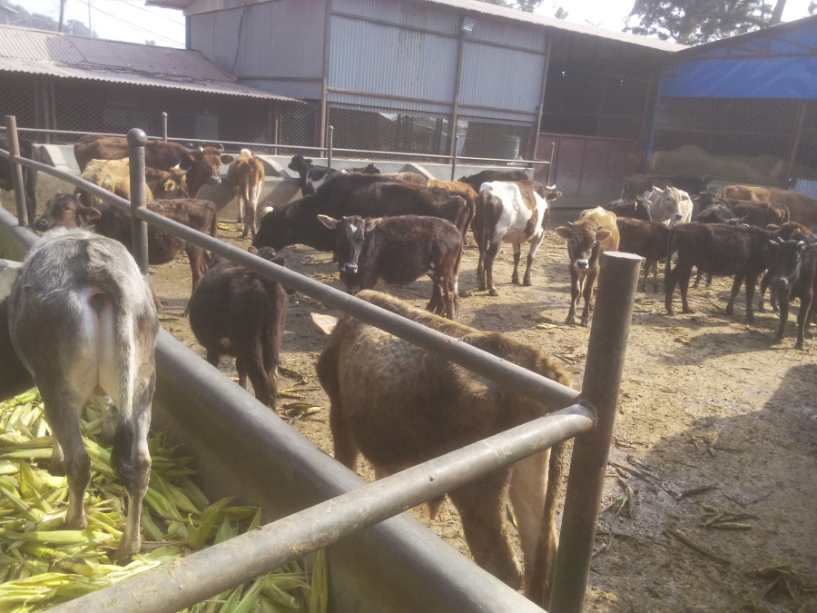 While KMC fails, a person’s drive to manage strays thrives