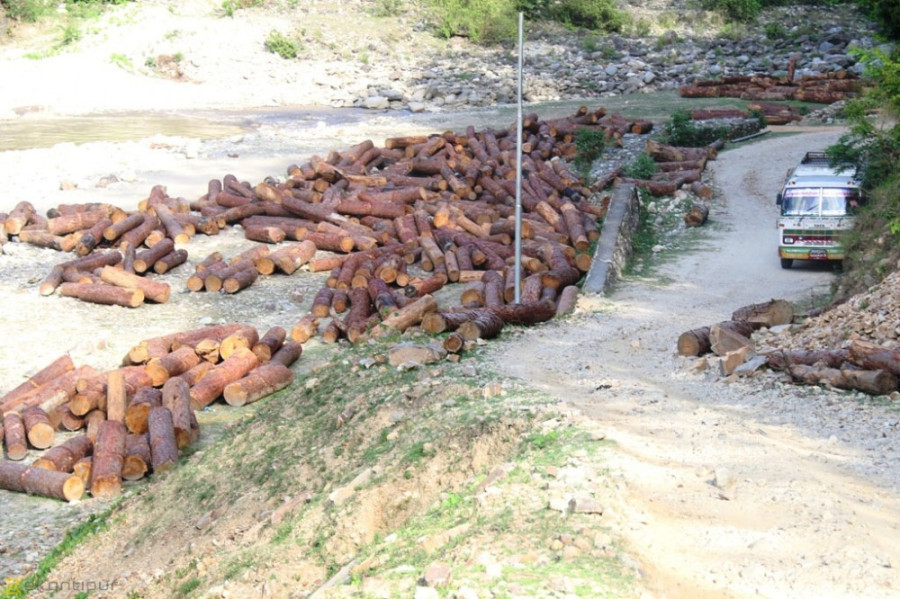 Deforestation goes unchecked in several pine forests of Jajarkot