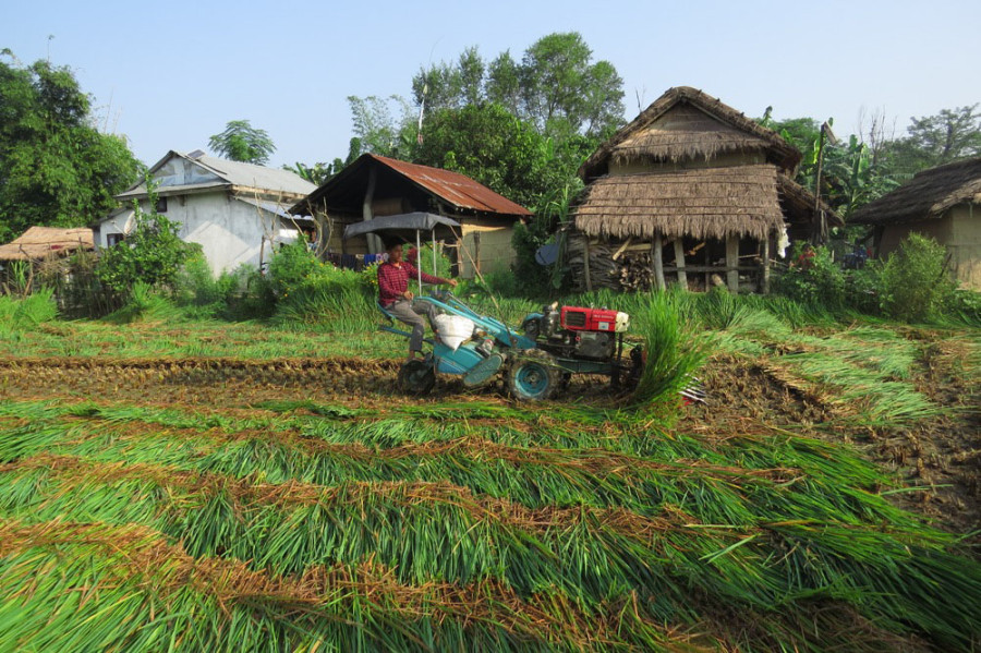 Agriculture Knowledge Centre starts legal action against the dealer who sold fake paddy to farmers in Chitwan