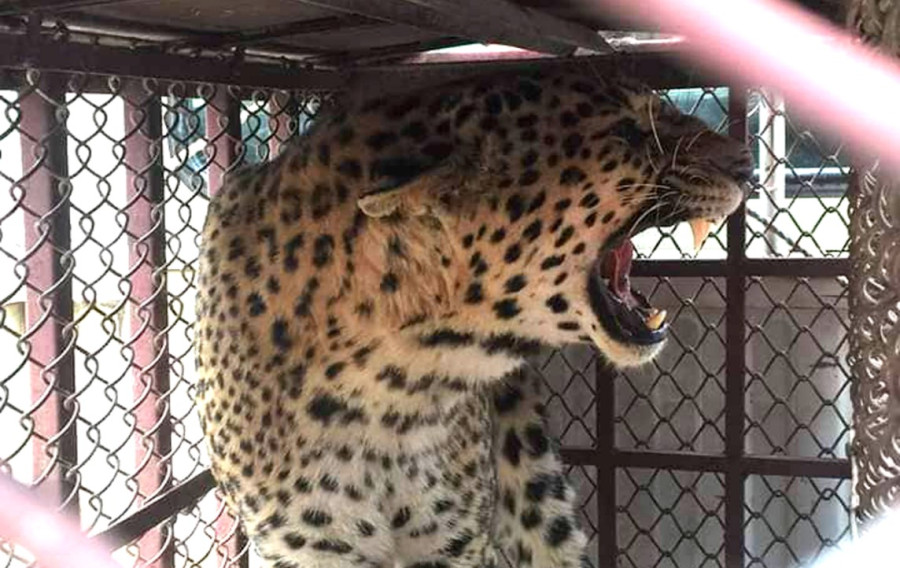 Residents of a local unit in Tanahun relieved after a third leopard was ensnared