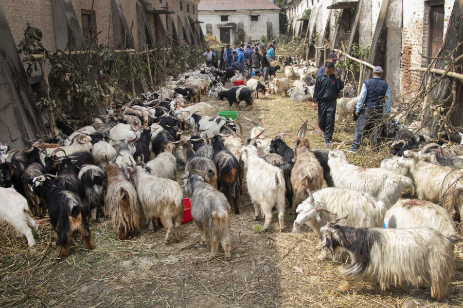 Food corporation to supply 3,000 goats to Kathmandu to meet the Dashain meat demand
