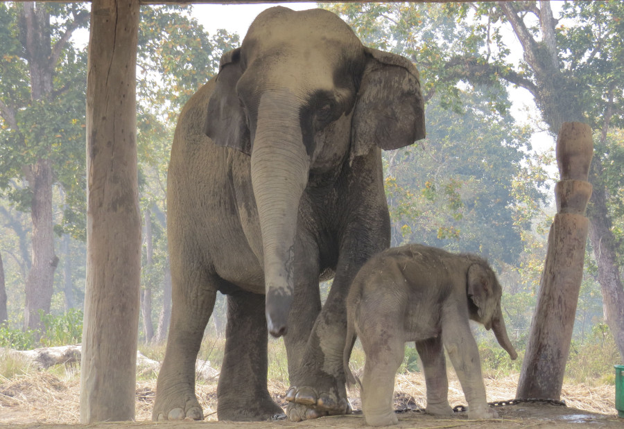 Khorsor Elephant Breeding Centre welcomes its new member
