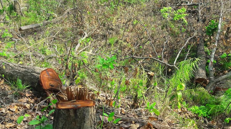 Hundreds of sal trees cut down in Chure area in the past month alone