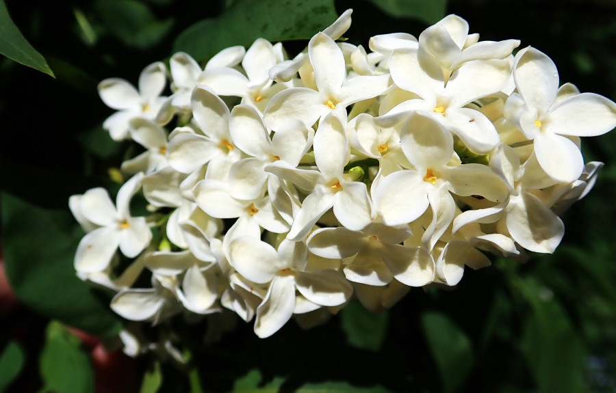 The White Lilac