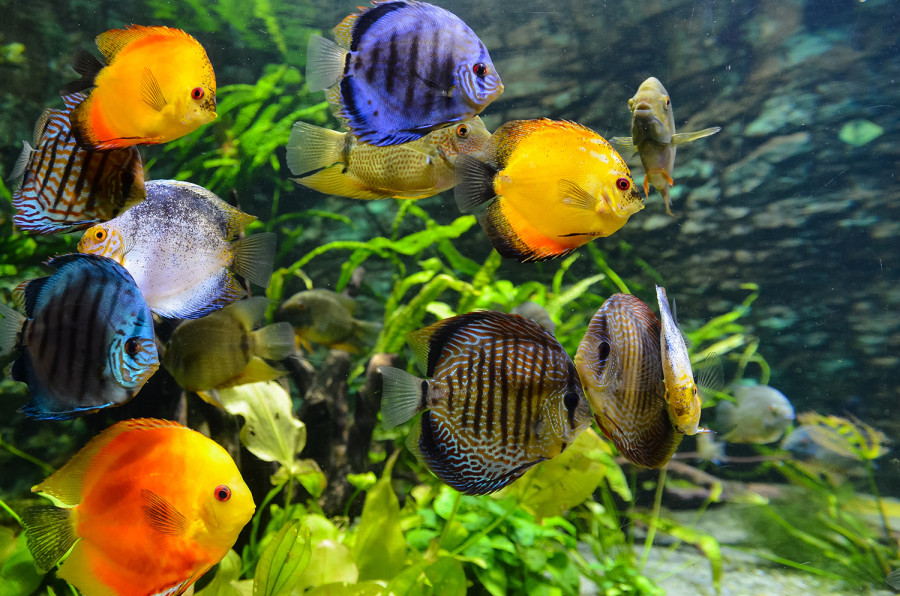 Pet fish sales soar across Kathmandu Valley, say sellers