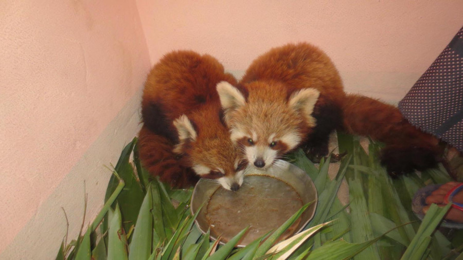 Two local units in Rolpa make policies for red panda conservation