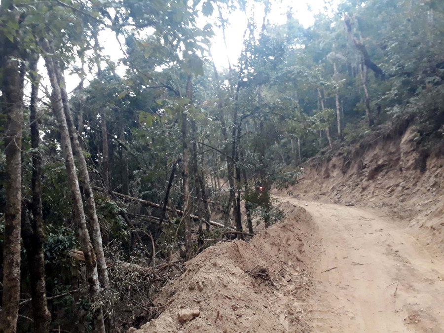 CIAA starts investigation in Majhuwagadhi Forest deforestation case