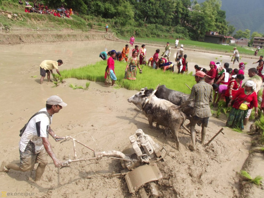 More than 50 percent land in Province 5 fallow due to insufficient rain