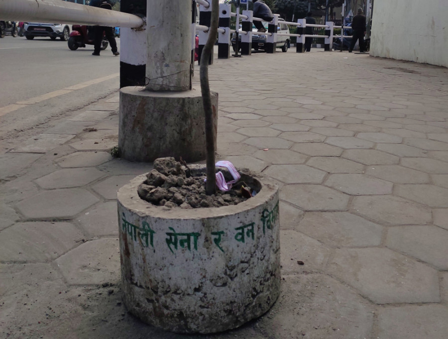 Saplings planted in front of Nepal Army headquarters and City Office wither