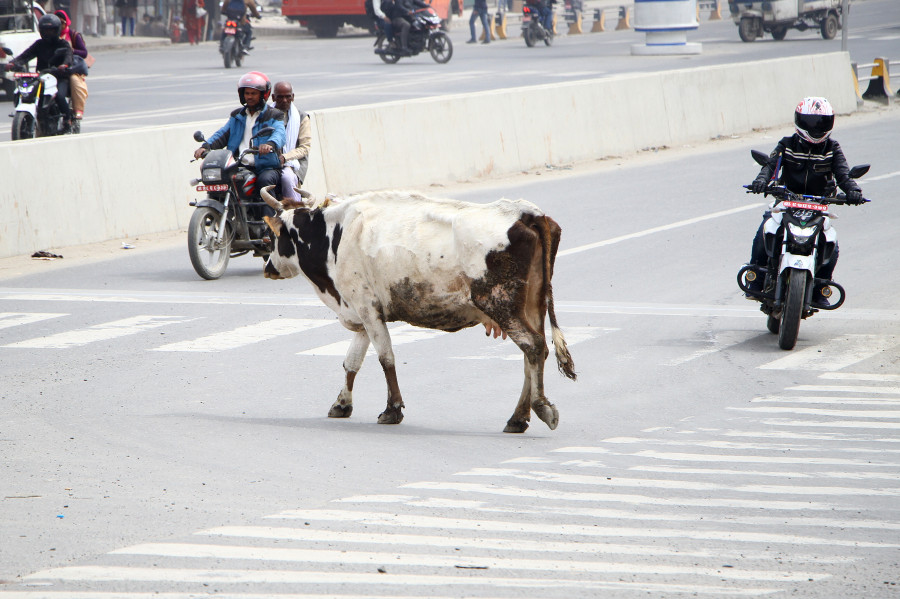 Metropolis plans to keep record of domestic animals by installing chips on their body