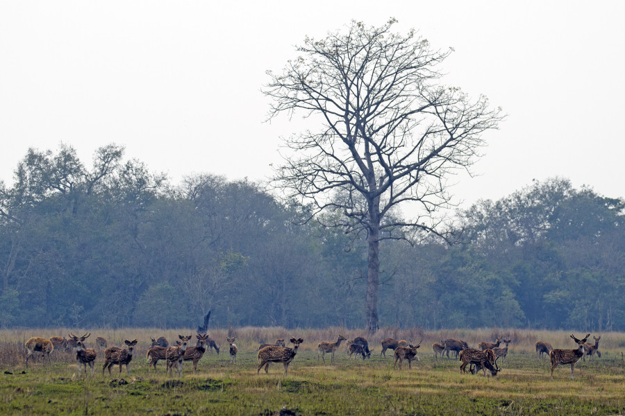 Surreal landscapes and abundant wildlife await visitors at Shuklaphanta National Park