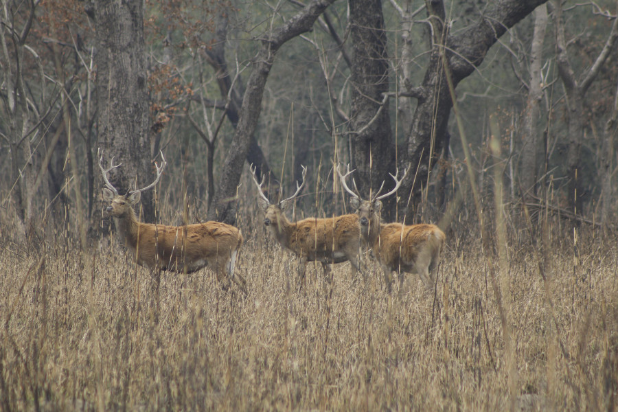 Shuklaphanta National Park sees decline in swamp deer population