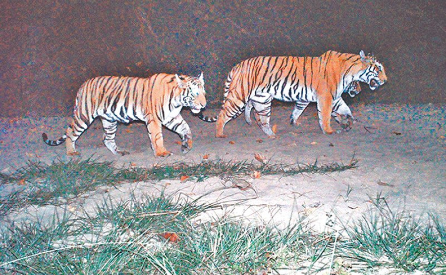 Prey density declines across tiger bearing parks and forests