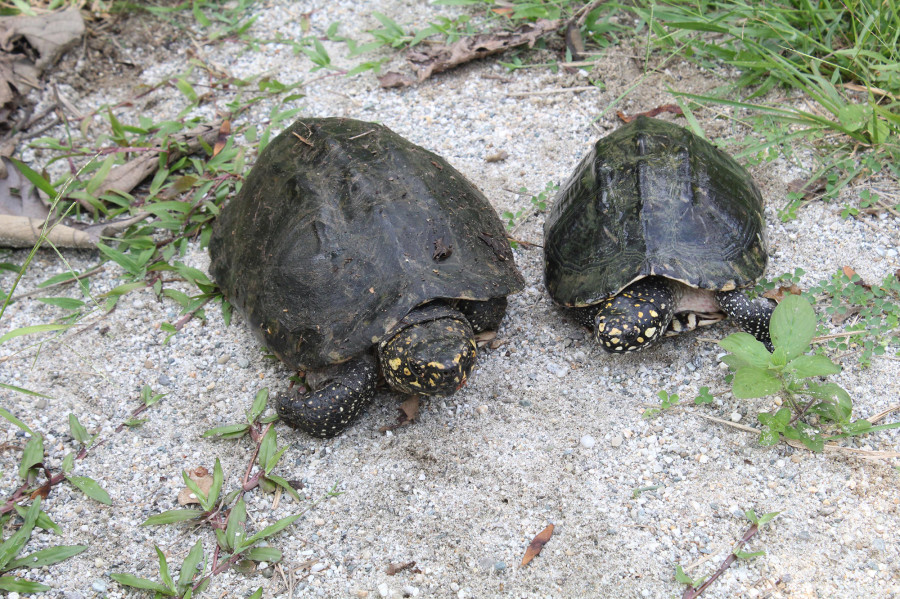 Conservation centre built in Arjundhara to save turtles