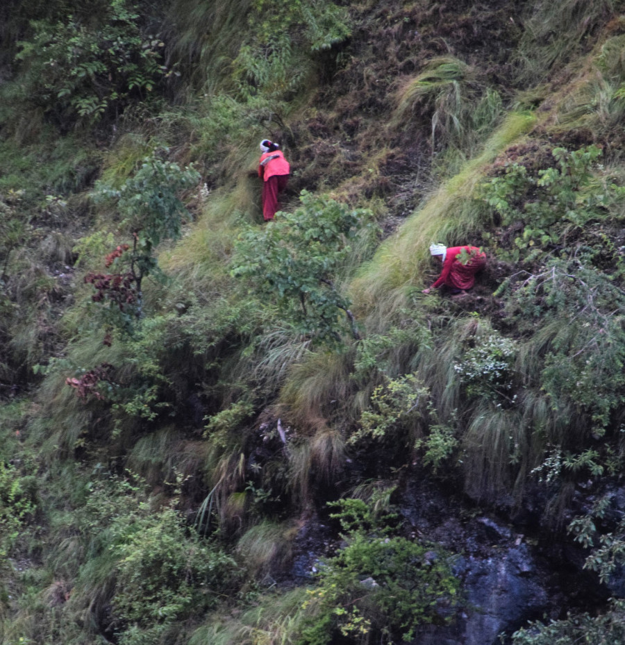 In the far-west, dozens of women lose their lives while fetching fodder every year
