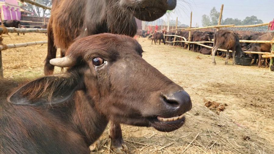 Animal rights activists decry mass slaughtering at Gadhimai