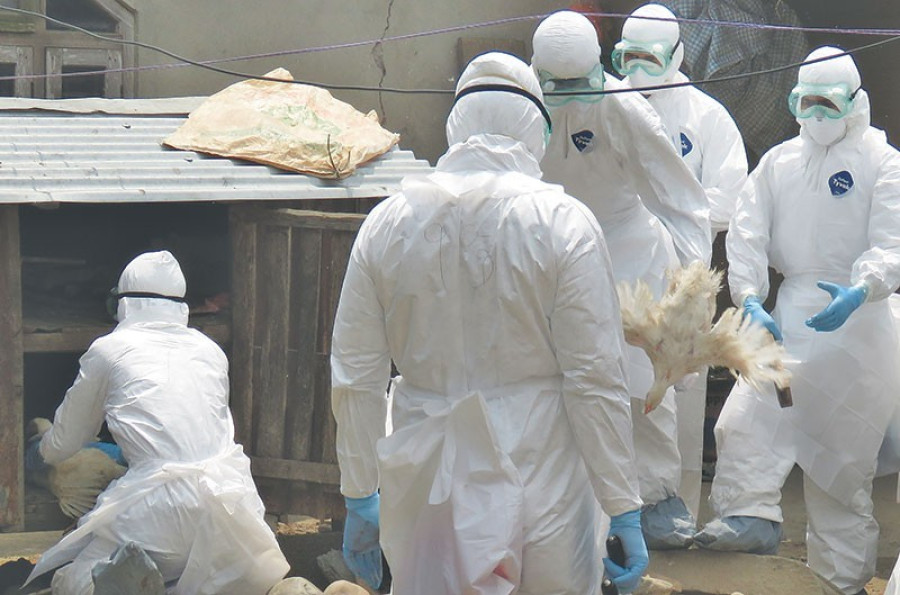 Samples of dead crows and chickens to be sent to Australia for laboratory tests