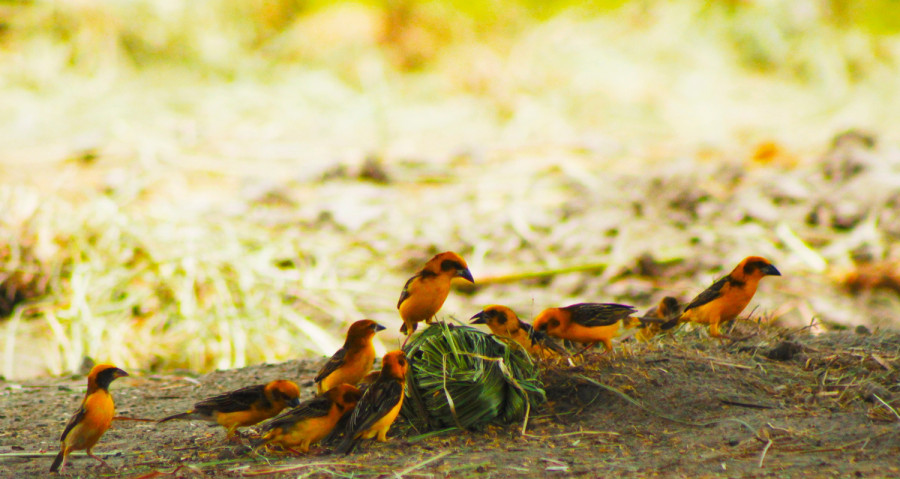 Fresh count finds 26 new bird species in Shuklaphanta National park