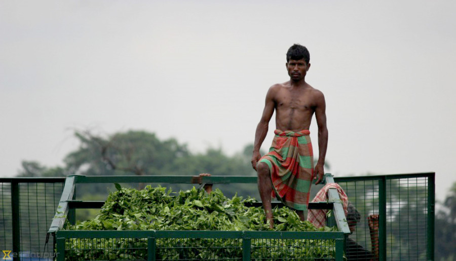 Protesting tea workers in Jhapa say they are starving