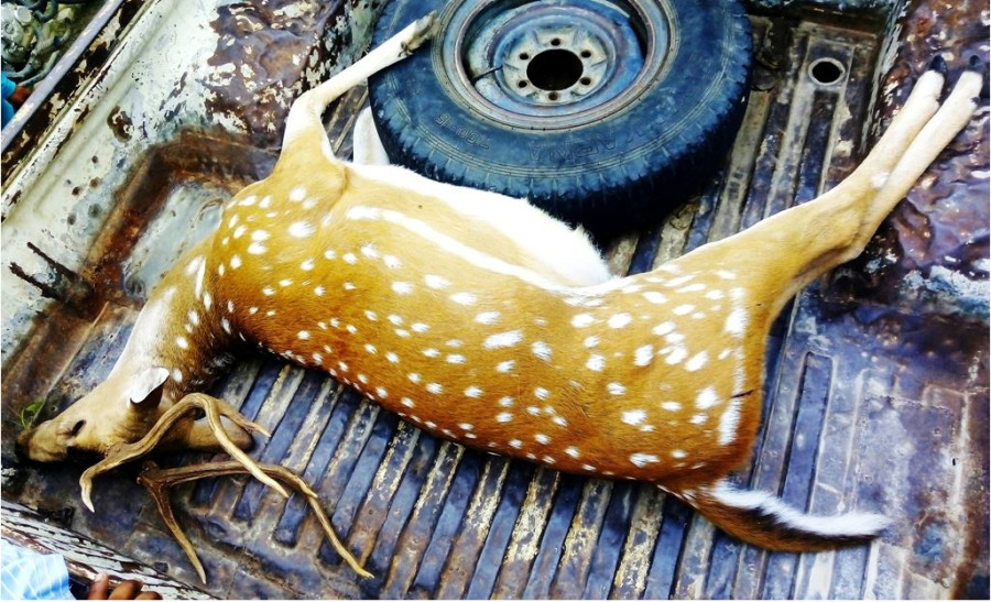 Mahottari district sees rise in human-wildlife conflict and poaching