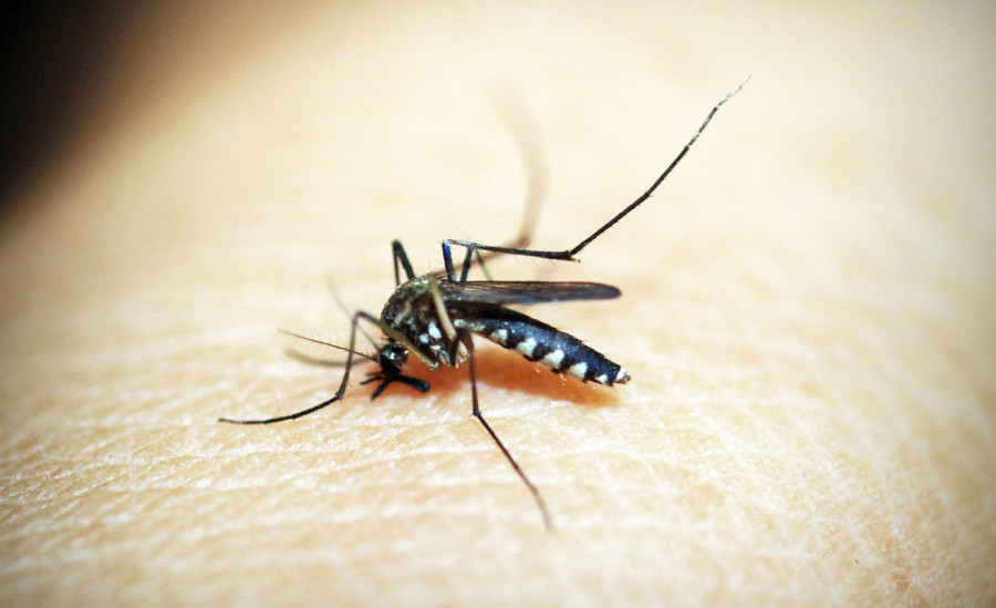 Rautahat continues to see dengue patients, health officials say