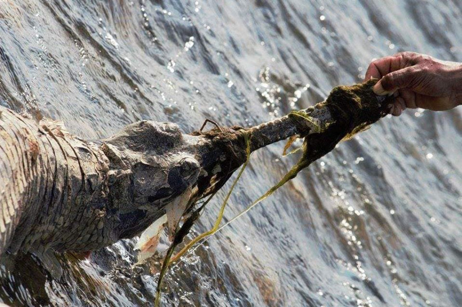 Fishing nets a major threat for gharial conservation