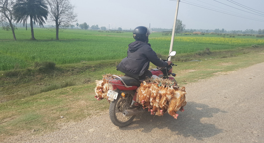 Rautahat residents criticise inhumane animal transportation