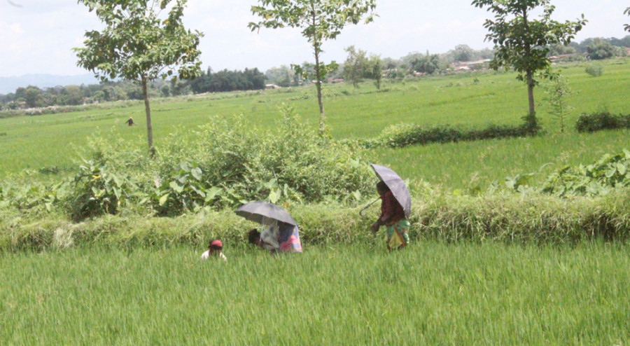Local farmers in Betauna demand re-evaluation of compensation for Bardibas-Simara railway track