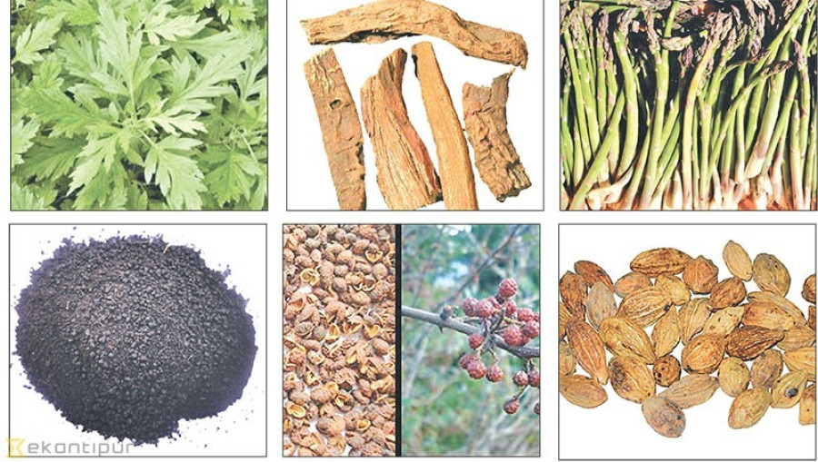 Medicinal and aromatic plants’ potential remains untapped, experts say