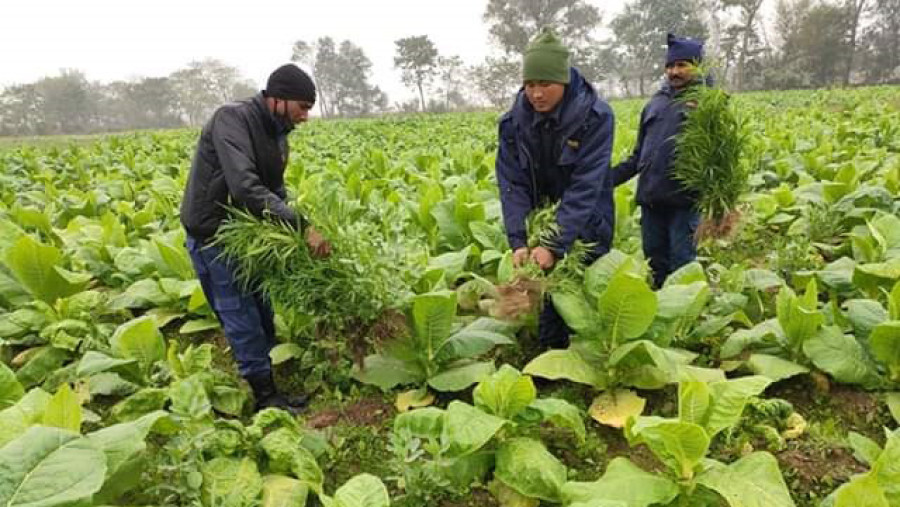 Police destroy 20,000 marijuana plants in Parsa