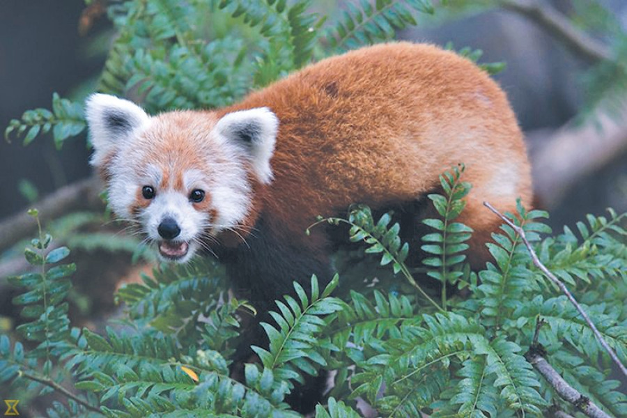 Red panda numbers on rise in Karnali