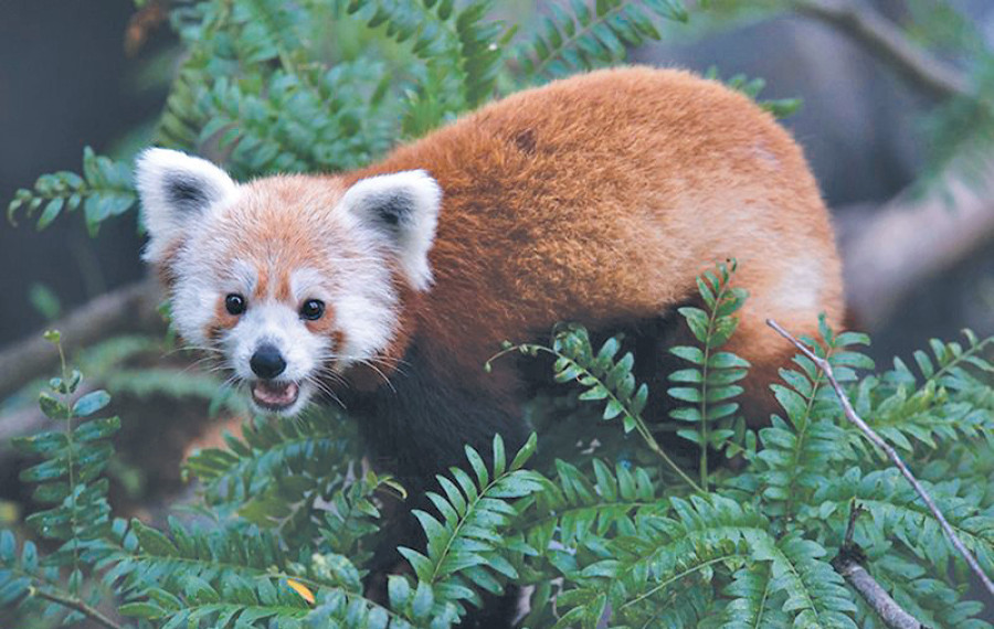 Ilam sets up red panda breeding centre