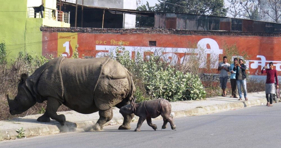 Seven rhino calves found dead in past six months in CNP